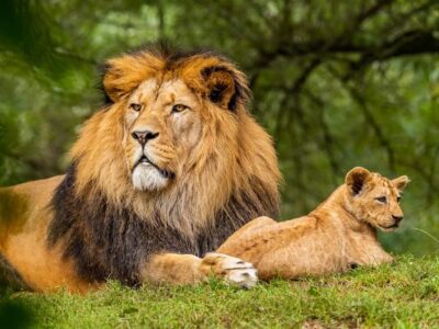 Do Lions Eat Grass
