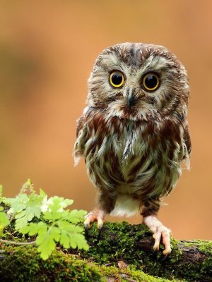Adorable cute owl