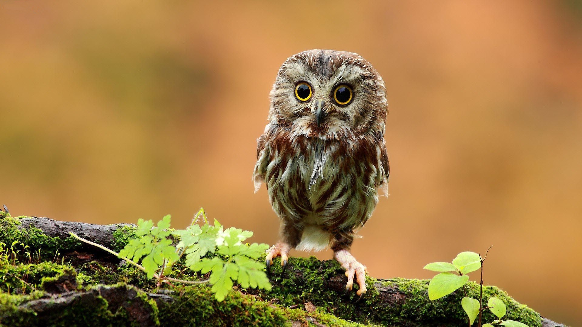 Adorable Cute Owl