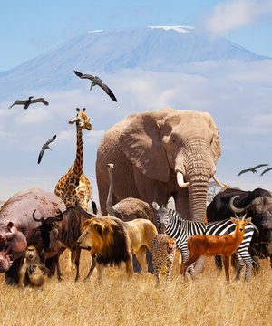 African animals