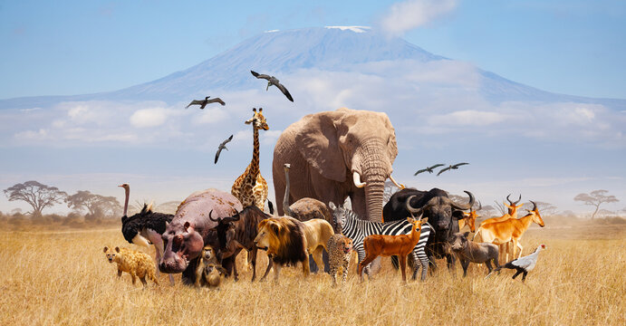 African Animals