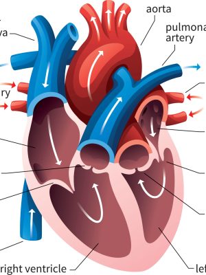 Anatomical heart