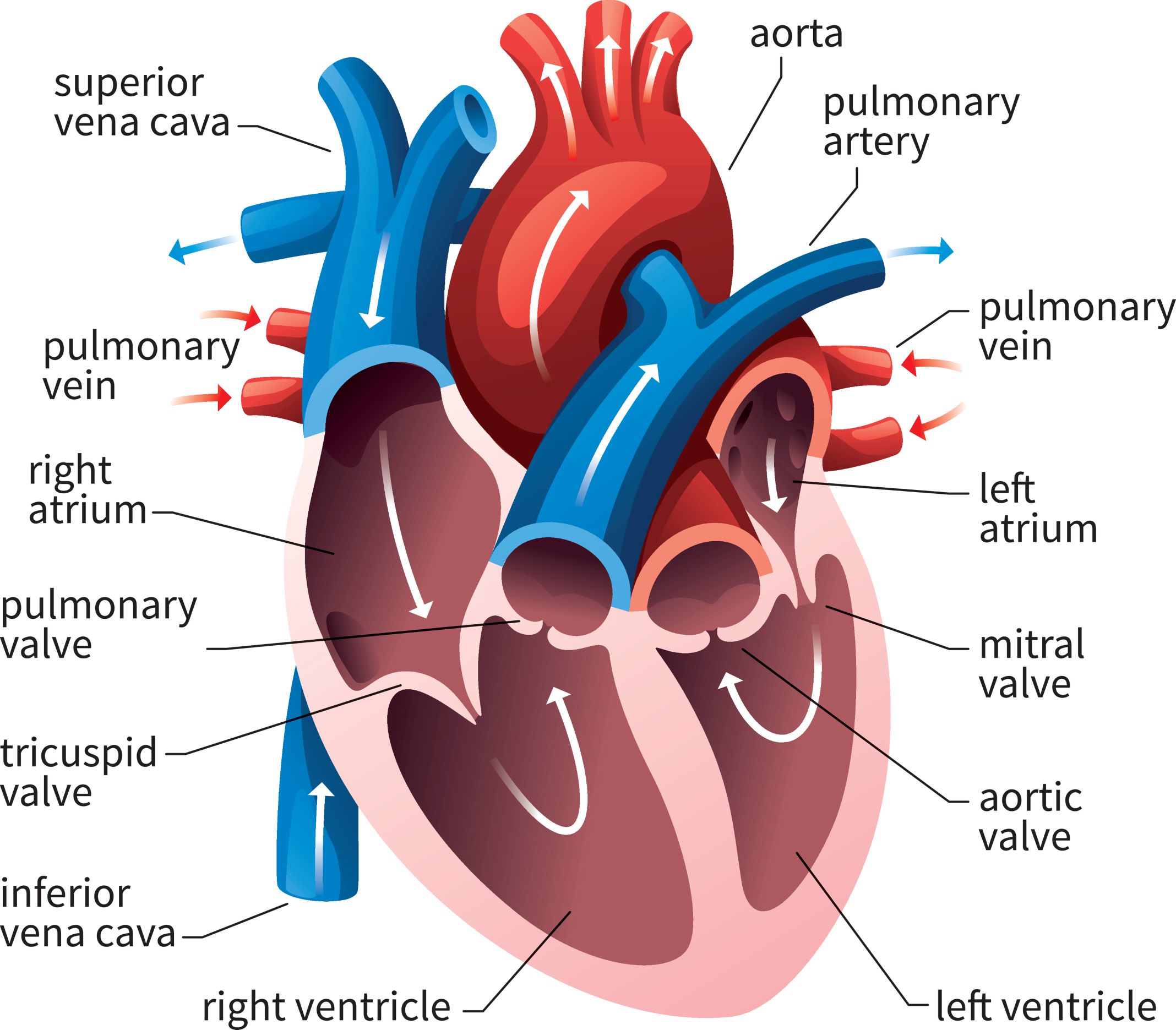 Anatomical heart