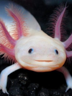Axolotl