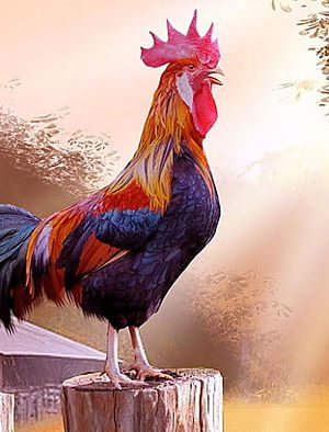 Chicken