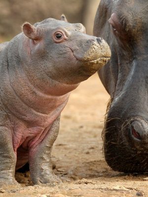 Hippo