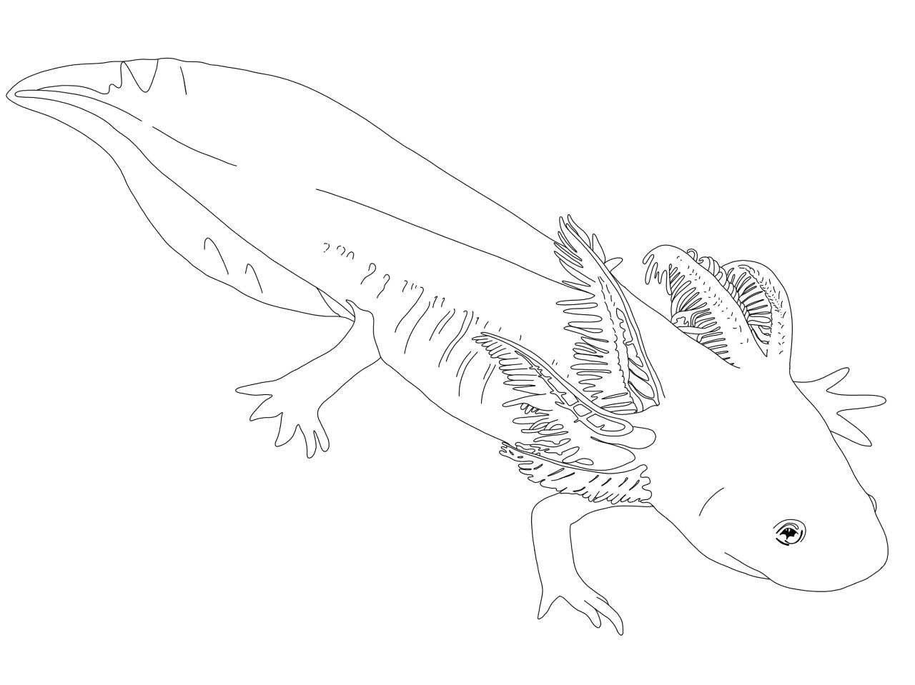 Realistic-Axolotl-Coloring-Pages