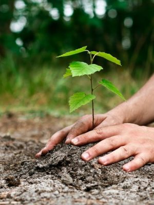 Tu bishvat