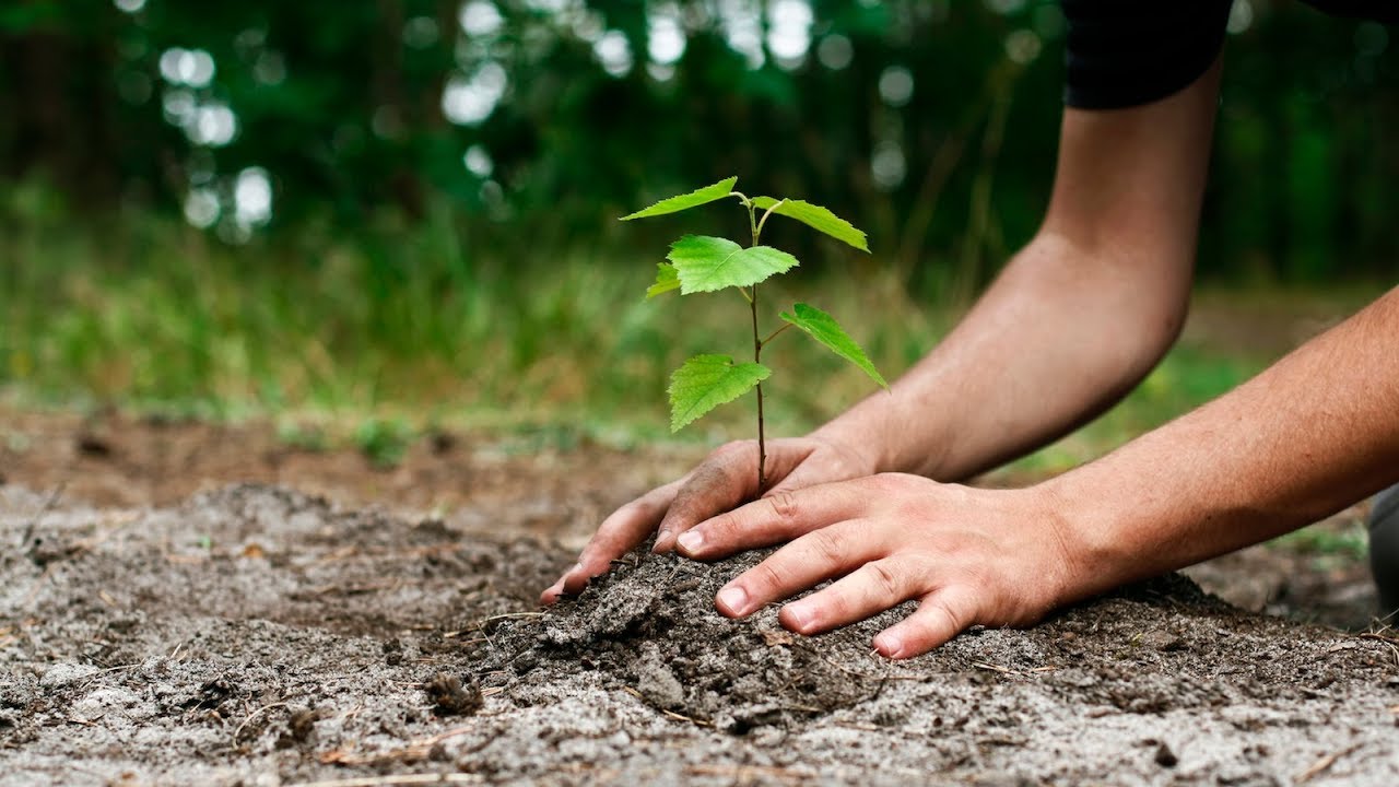 Tu Bishvat