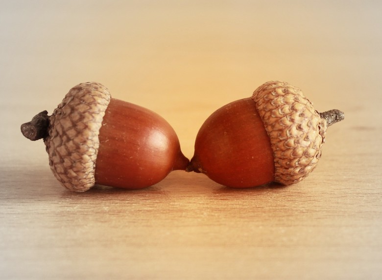 Acorn