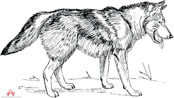 Arctic Wolf Coloring Pages