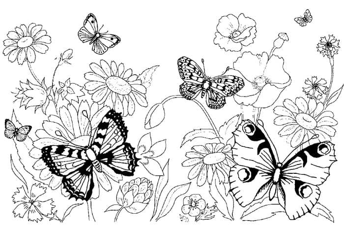 Butterfly And Flower Coloring Pages