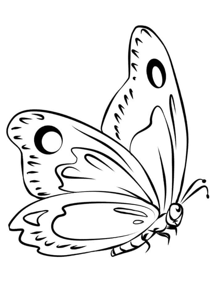 Butterfly Coloring Book Pages
