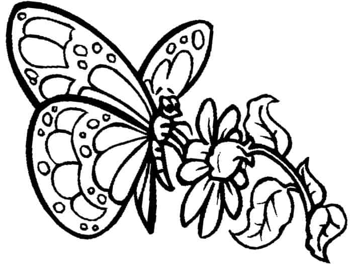 Butterfly Flower Coloring Pages