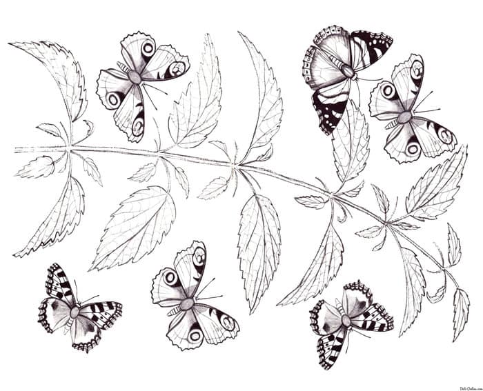 Butterfly Garden Coloring Pages