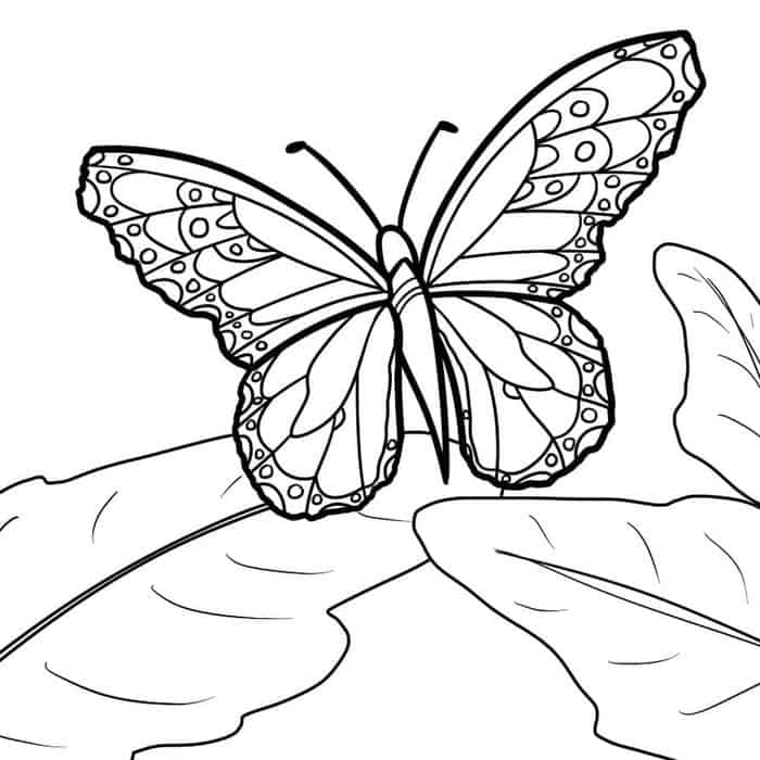 Butterfly Wing Coloring Pages