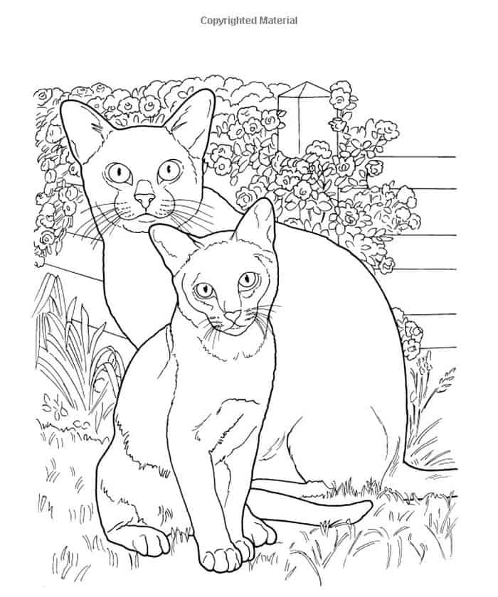 Cat Coloring Pages Realistic