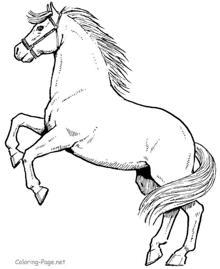 Coloring Pages Of A Horse