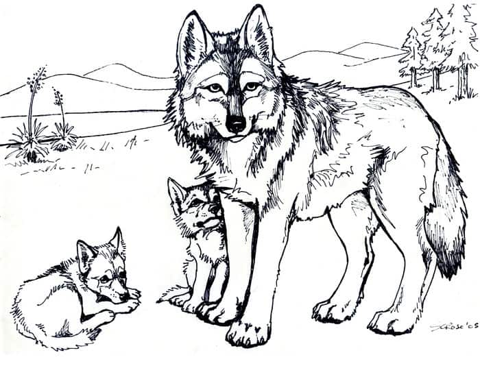 Coloring Pages Wolf