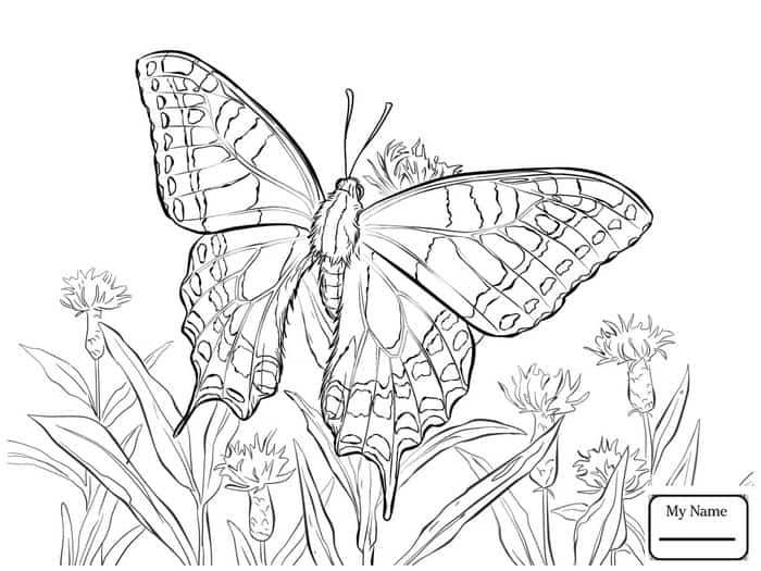 Flower Butterfly Coloring Pages