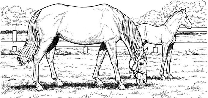Free Printable Realistic Horse Coloring Pages