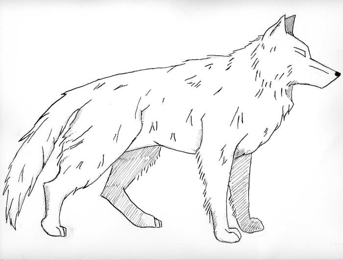 Free Printable Wolf Coloring Pages