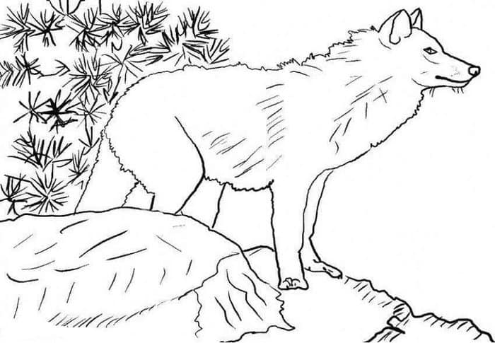 Grey Wolf Coloring Pages