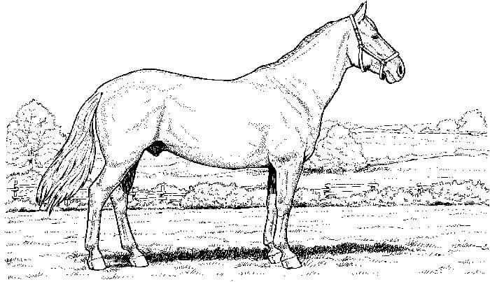 Horse Coloring Pages That Look Real