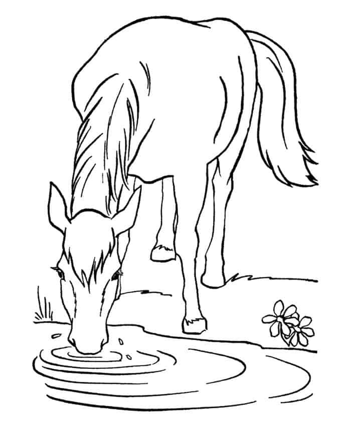 Horses Cl 01