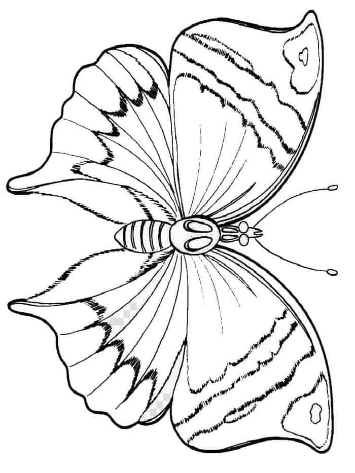 Images Coloring Pages Butterfly
