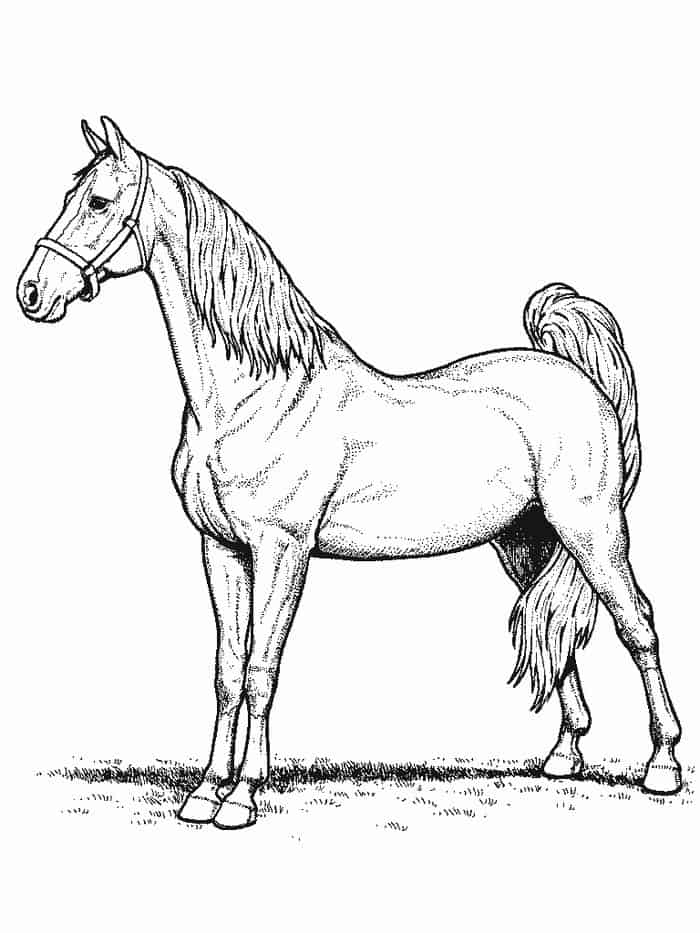 Printable Horse Coloring Pages