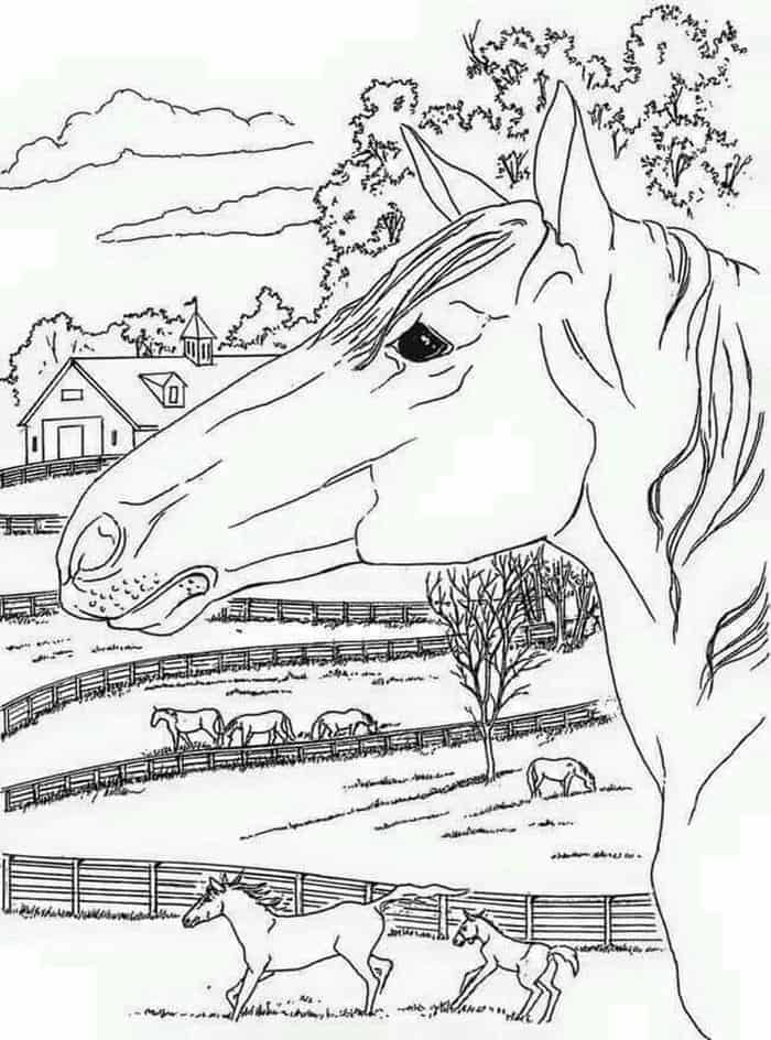 Realistic Horse Coloring Pages For Adults