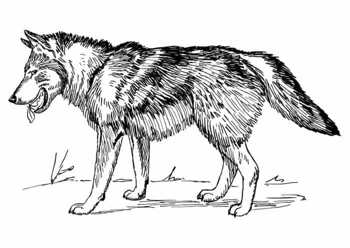 Wolf Coloring Pages To Print