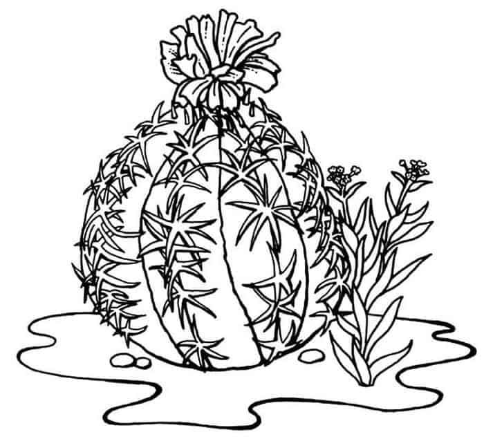 Adult Coloring Book Pages Cactus