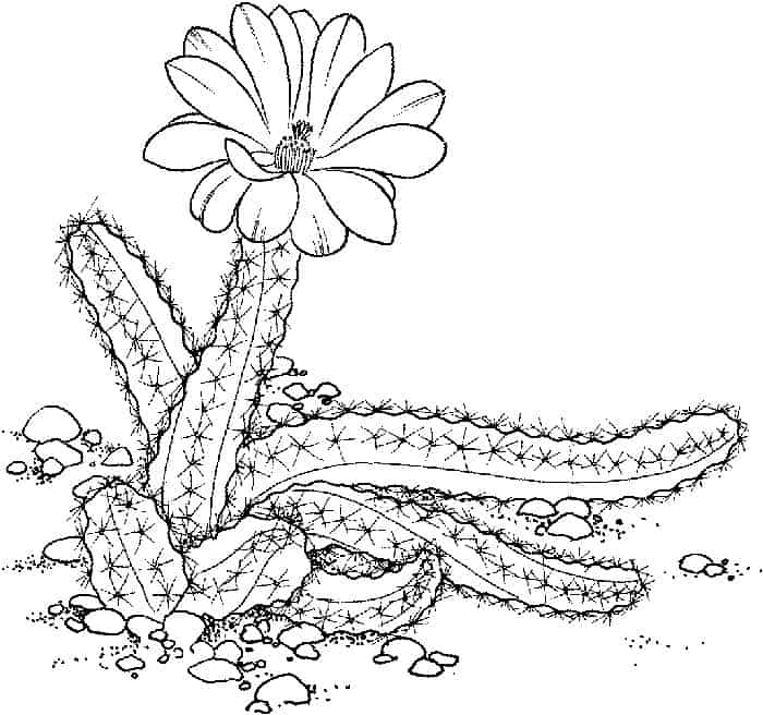Arizona Cactus Coloring Pages