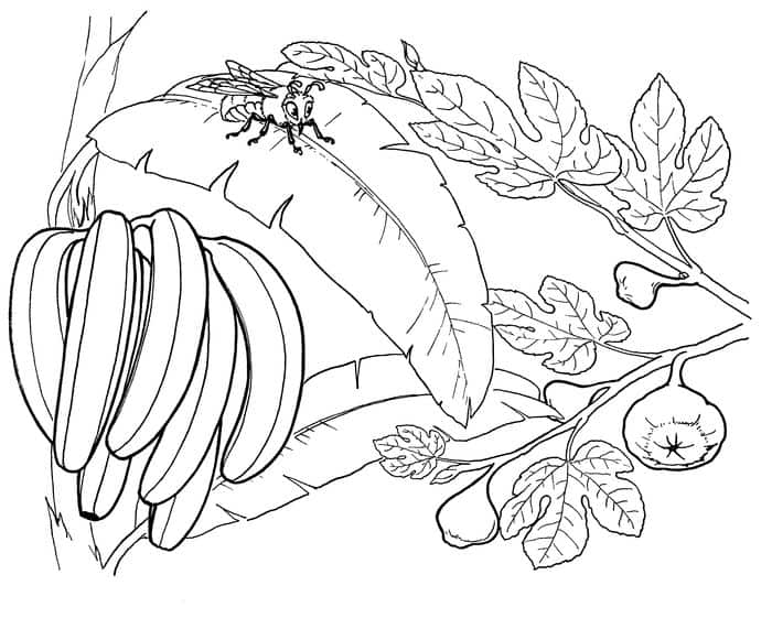 Banana Coloring Pages Printable