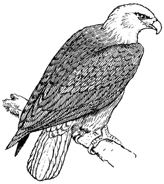 Big Bird Coloring Pages