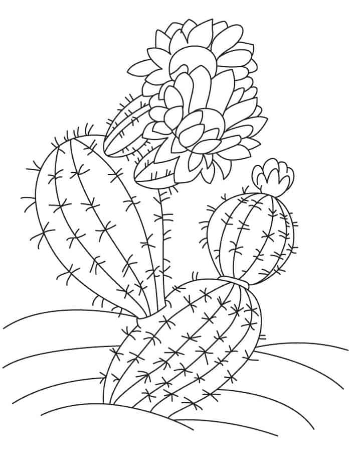 Coloring Pages Of A Cactus