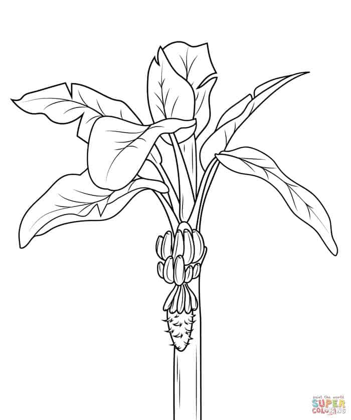 Coloring Pages Of Banana Trees For Kids