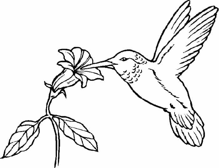 Cute Bird Coloring Pages