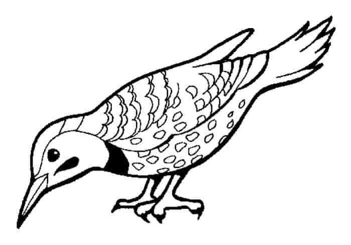 Free Bird Coloring Pages