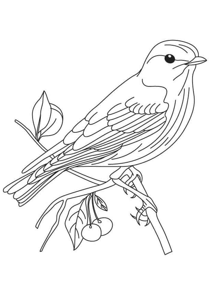 Free Printable Bird Coloring Pages