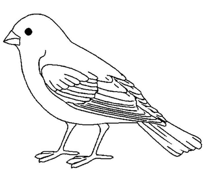 Love Bird Coloring Pages
