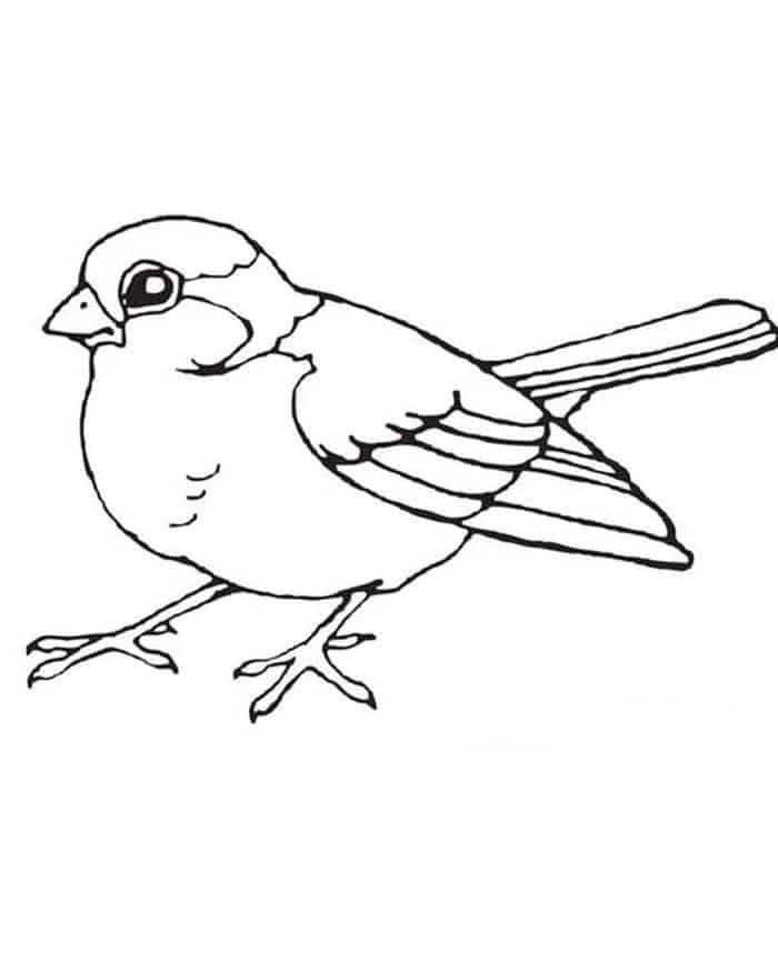 Robin Bird Coloring Pages