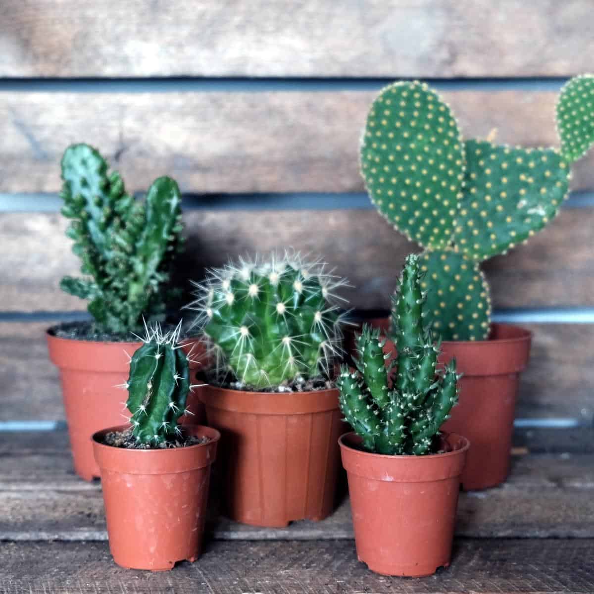 cactus