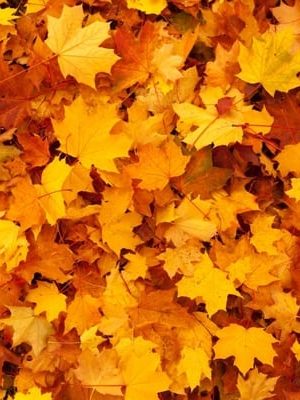 fall
