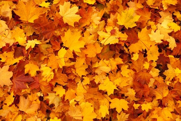 fall