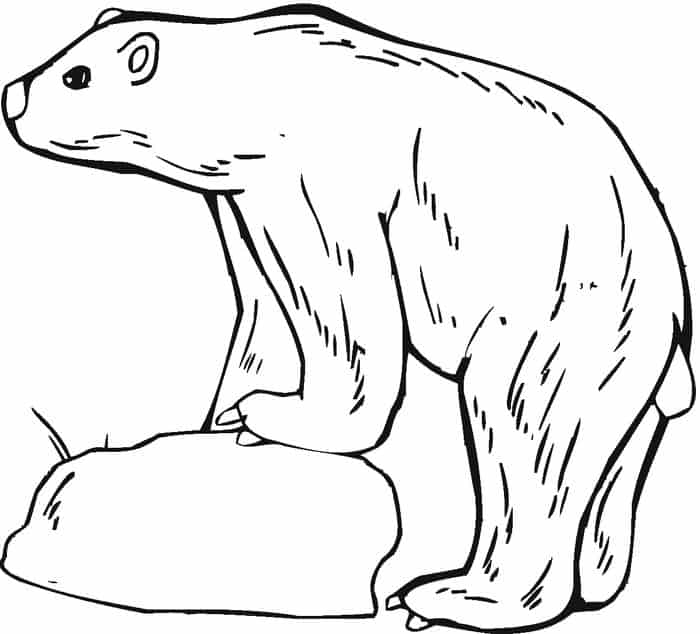 Adult Coloring Pages Bear