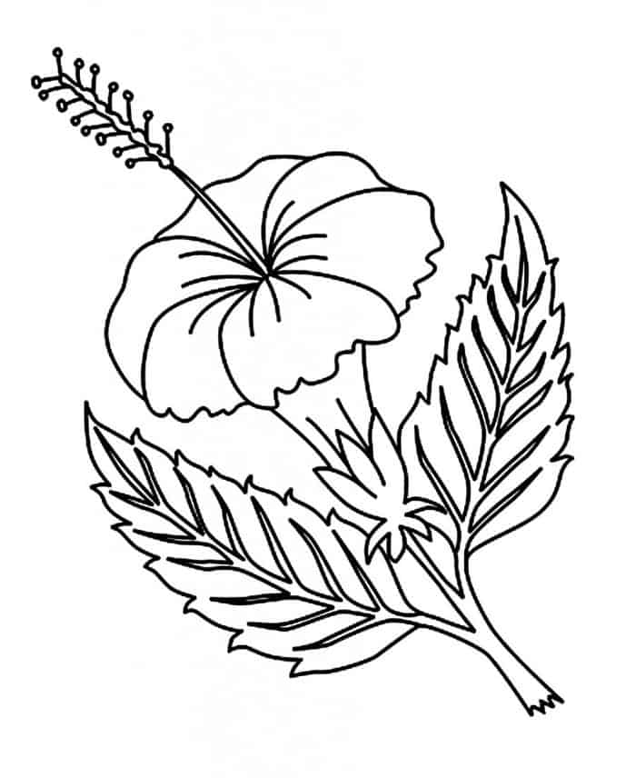 Adult Coloring Pages Flowers