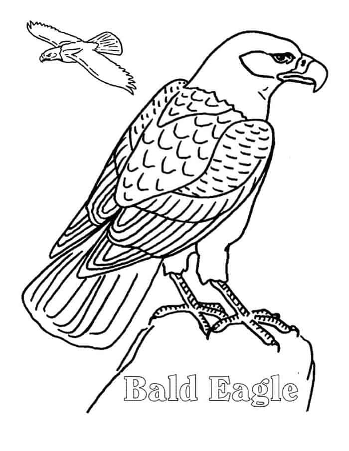 Bald Eagle Coloring Pages